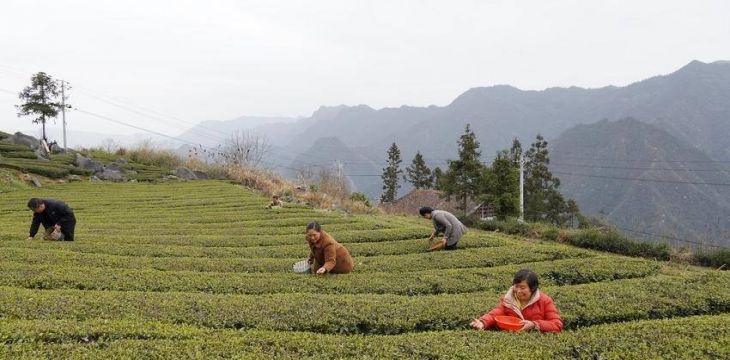近40万亩茶园陆续开采，荒野茶成新宠