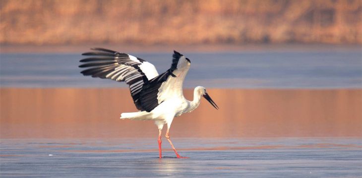 浙江越冬水鸟种类、数量双双打破纪录