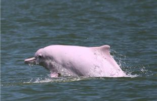 “第七届中华白海豚保护宣传日”主场活动在珠海举办