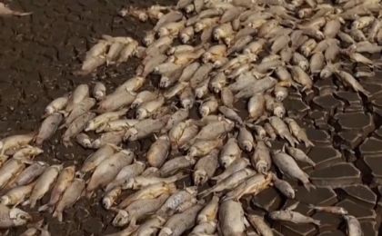 墨西哥高温干旱 大量鱼类死亡