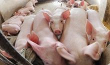 韩国连发非洲猪瘟疫情 政府下令紧急防疫