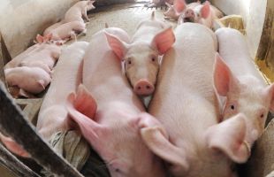 韩国连发非洲猪瘟疫情 政府下令紧急防疫