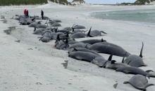 77头领航鲸在英国苏格兰地区海滩搁浅死亡
