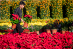 广州打造国际一流花卉产业高地
