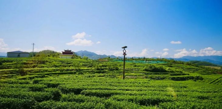 四川万源推进茶农旅融合发展：茶区变景区，茶山变金山