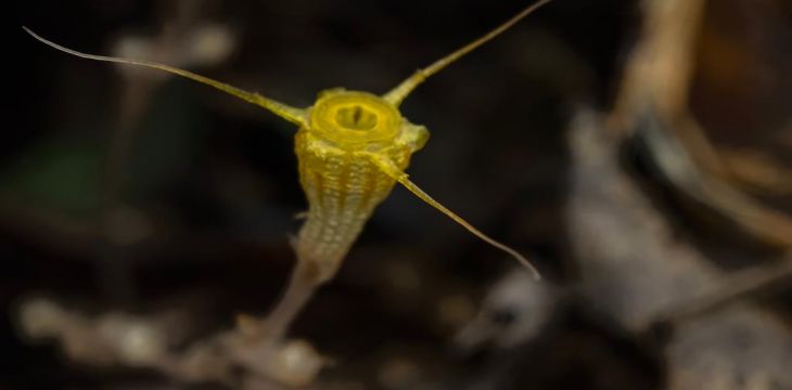 中国科研人员发现植物新物种“金樽水玉杯”