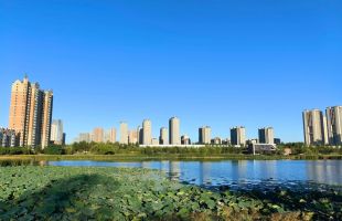 荒草水塘变湿地 城中生态新地标