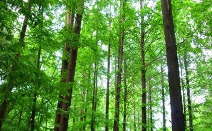 广西探索自然资源碳汇调查技术路径