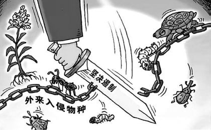 全球入侵物种成本知多少？最新研究称过去60年间每年约350亿美元