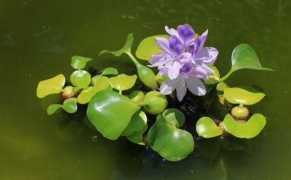 全球入侵物种成本知多少？最新研究称过去60年间每年约350亿美元