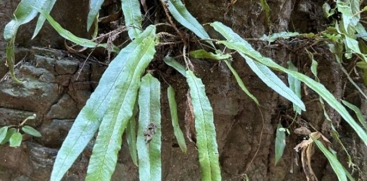 广西发现蕨类新物种剑叶鞭叶耳蕨