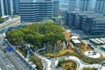 丽水城市建设项目为古树让路 香樟公园成了新地标