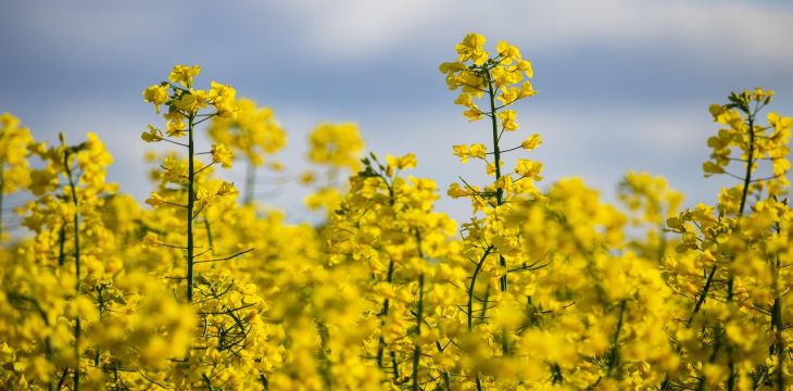 黄三角重度盐碱地油菜育种获重大突破