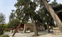 关公故里修复50余株古树名木