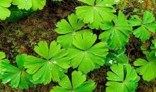 四川贡嘎山国家级自然保护区发现物种新记录