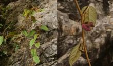 广西发现植物新种