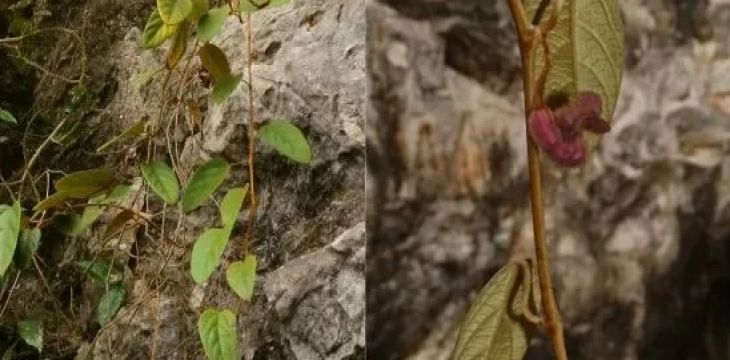 广西发现植物新种