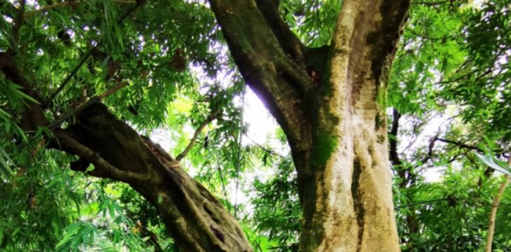 柳州首次发现百年荔枝古树群