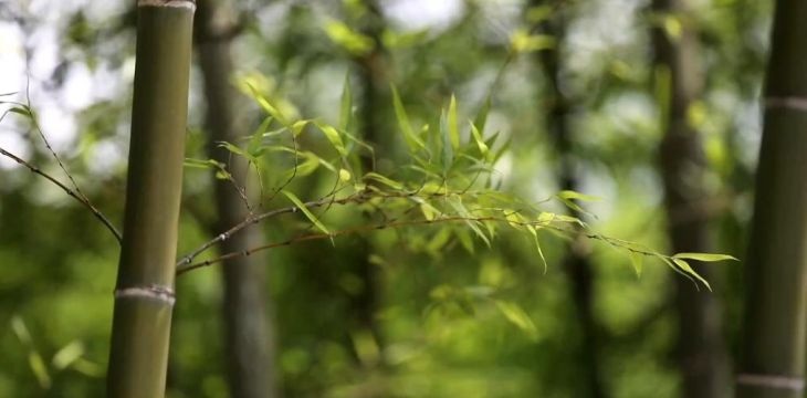 美丽生态新景观里的东方智慧
