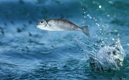 长江流域水生生物资源总体恢复向好