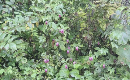 发现植物新种——眉山凤仙花