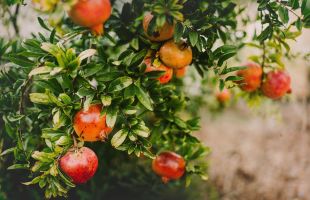 枣庄石榴全链条产值达48亿！