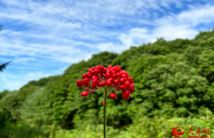 走出深山，打出“参价”