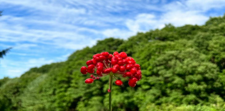 走出深山，打出“参价”