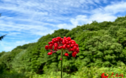 走出深山，打出“参价”