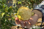 “太空石榴”育出新希望