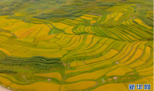 微观“丰”景!当移轴镜头遇见云南稻田