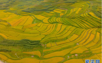 微观“丰”景!当移轴镜头遇见云南稻田