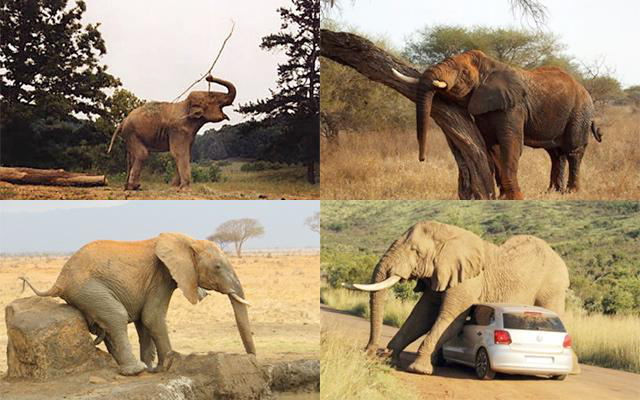 大象鼻子的功能和作用