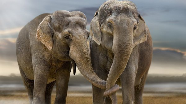 动物 正文 在非洲大草原,经常可以看见2头非洲象头部互相贴近,并利用