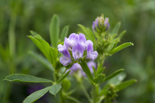 紫花苜蓿.jpg