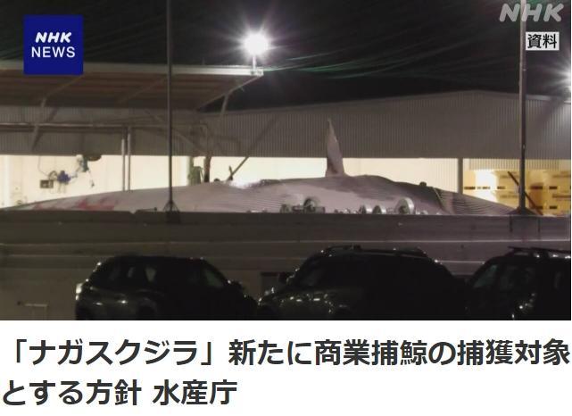 恢复商业捕鲸5年后 日本计划将长须鲸列入捕鲸名单