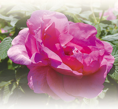 1761819073350110.png 冷香玫瑰。.png