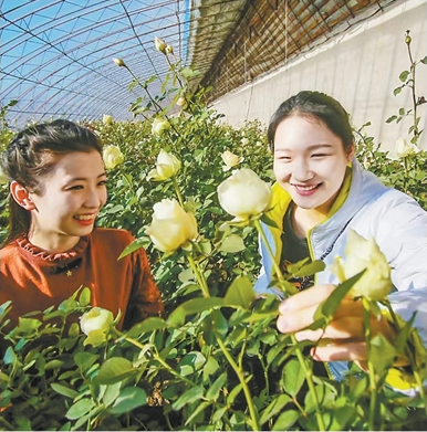 1761819086425573.png 辽中区玫瑰种植基地,.png