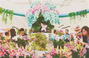 从苗交会看林业高质量发展：鲜花经济开出新“花”样