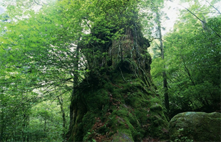 老、弱、病、残的古树在气温降低时可做哪些保护措施