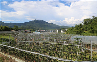 “水果自由”不再是梦 马鞍山大多数水果价格回归正常
