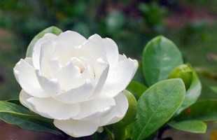 徜徉花海