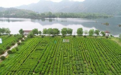 茶旅融合发展解锁乡村振兴“绿色密码”