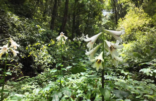 植株最高达3米！云南龙陵发现万株野生云南大百合