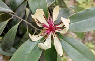 “植物大熊猫”峨眉拟单性木兰在野外回归点首次开花