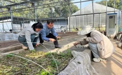 从濒危到新生 重庆打响古树“健康守护战”