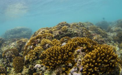 新研究：气候变化速度远超珊瑚礁迁移能力