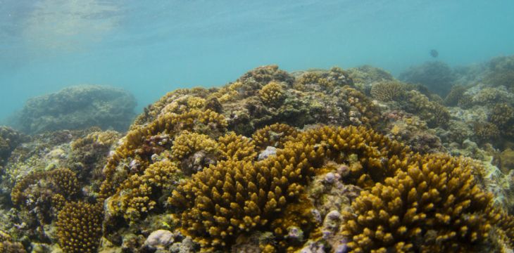 新研究：气候变化速度远超珊瑚礁迁移能力