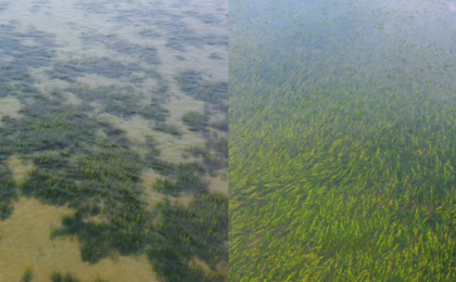 在渤海种下一片“海底草原”——河北省唐山市曹妃甸海草床生态保护修复案例