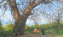 痛心！三百年古树竟遭毒手……